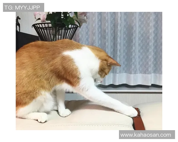 猫咪踢足球大赛精彩瞬间集锦让你捧腹大笑的明星视频合集 猫咪踢足球大赛精彩瞬间集锦让你捧腹大笑的明星视频合集